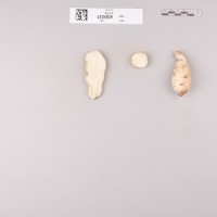 CIP 400031 (root).jpg