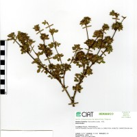 11609 herbarium