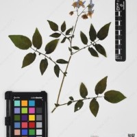 CIP 760446_HHA 6556a_02.jpg