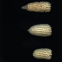 CIMMYTMA 5918 OAXA 387 BA21U-2903-234 E1_compress.jpg