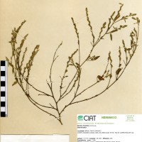 9607 herbarium