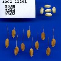 IRGC 11201 Seed Photo