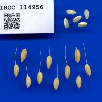 IRGC 114956 Seed Photo