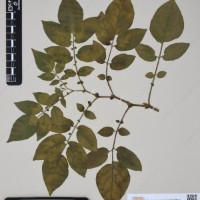 CIP 760442_HHA 6548_02.jpg