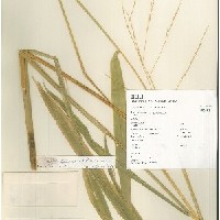 IRGC 100181 Herbarium