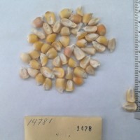 CIMMYTMA 1478 - Reference Inventory.jpg