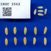 IRGC 3562 Seed Photo
