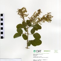 23537 herbarium