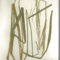 IRGC 88826 Herbarium