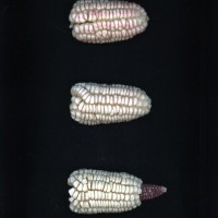 CIMMYTMA 266 OAXA 50 AF19A-0903-207 E1.jpg