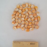 CIMMYTMA 4507 - Reference Inventory.jpg