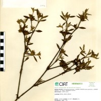 2746 herbarium