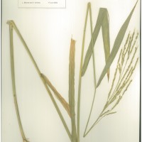 IRGC 101128 Herbarium