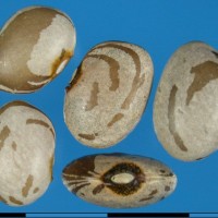 G1802 seed.jpg