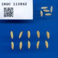 IRGC 110862 Seed Photo