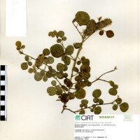19848 herbarium