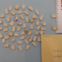 CIMMYTMA 5337 - Reference Inventory.jpg