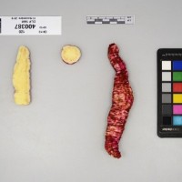 CIP 400387 (root).jpg