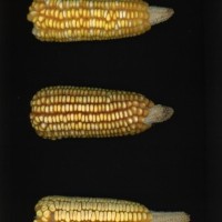 CIMMYTMA 2982 BRAZ 3032 AF22A-0903-151 E_compress.jpg