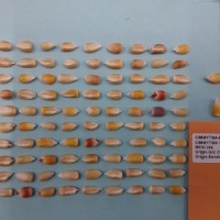 CIMMYTMA 16607 - Reference Inventory.jpg