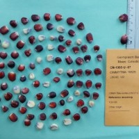 CIMMYTMA 16829.jpg