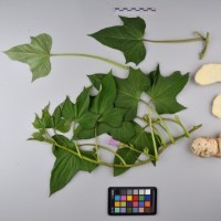 CIP 400954 (full plant).jpg