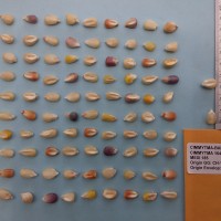 CIMMYTMA 16480 - Reference Inventory.jpg