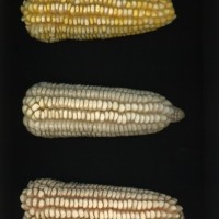 CIMMYTMA 26860 GUAN 452 BA22U-2903-80 E.jpg