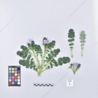 CIP 761727_OCH 13685_acl_H_2024.jpg