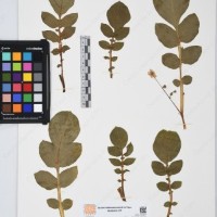 CIP 761559_OCH 13241_02.jpg