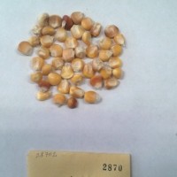 CIMMYTMA 2870 - Reference Inventory.jpg