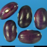 G23865A seed.jpg