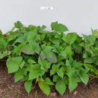 CIP 420152 (plant).jpg