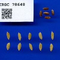 IRGC 78648 Seed Photo