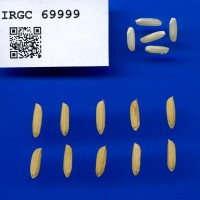 IRGC 69999 Seed Photo
