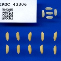 IRGC 43306 Seed Photo
