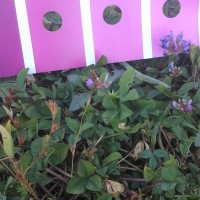 Trifolium decorum_9458 (2).jpg