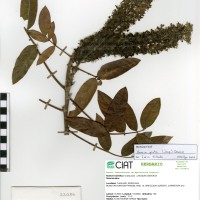 22086 herbarium