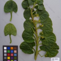 CIP 201003 Herbarium