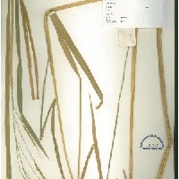 IRGC 100208 Herbarium