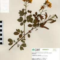 9306 herbarium