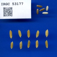 IRGC 53177 Seed Photo