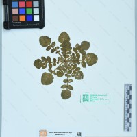 CIP 761024 herbarium