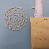 CIMMYTMA 8101 - Reference inventory.jpg