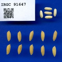 IRGC 91647 Seed Photo