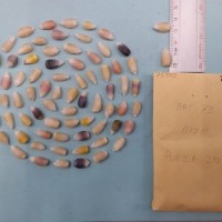 CIMMYTMA 7597 - Reference inventory.jpg