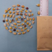 CIMMYTMA 7962 - Reference inventory.jpg