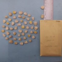 CIMMYTMA 7329 - Reference inventory.jpg