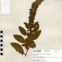 23237 herbarium