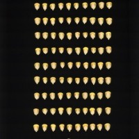 CIMMYTMA 8398 BRAZ 1667 AF23A-0903-235 K.jpg